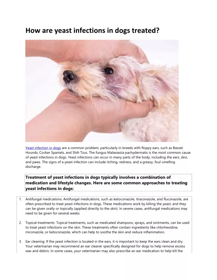 how are yeast infections in dogs treated