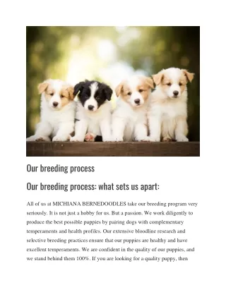 Our breeding process