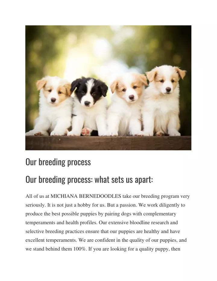 our breeding process