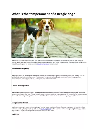 what is the temperament of a beagle dog