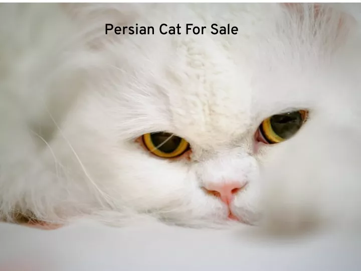 persian cat for sale