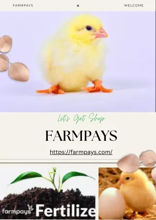 day old broiler chicks | Farmpays