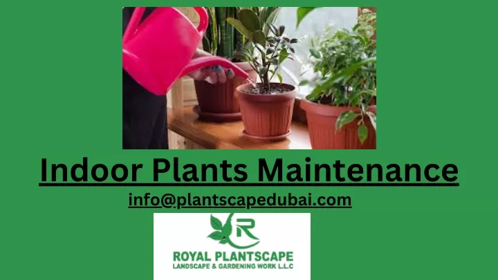 indoor plants maintenance info@plantscapedubai com