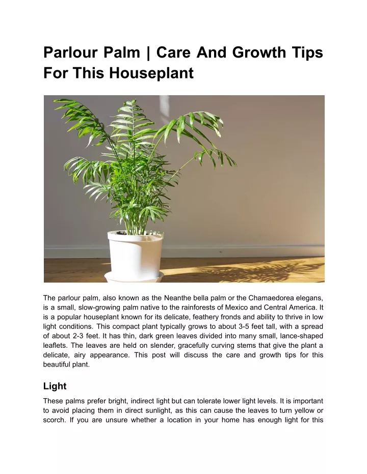 parlour palm care and growth tips for this