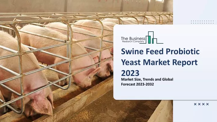 swine feed probiotic yeast market report 2023