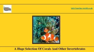 A Huge Selection Of Corals And Other Invertebrates