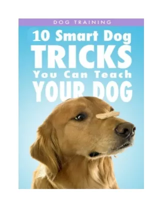 Best Dogs Training Tips