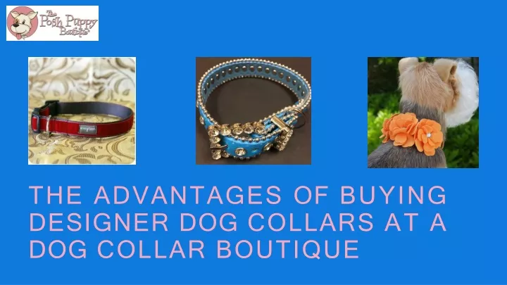 the advantages of buying designer dog collars at a dog collar boutique