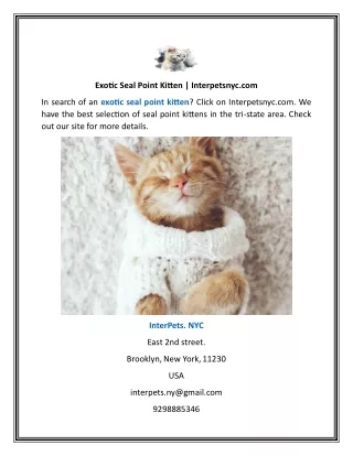 exotic seal point kitten interpetsnyc com