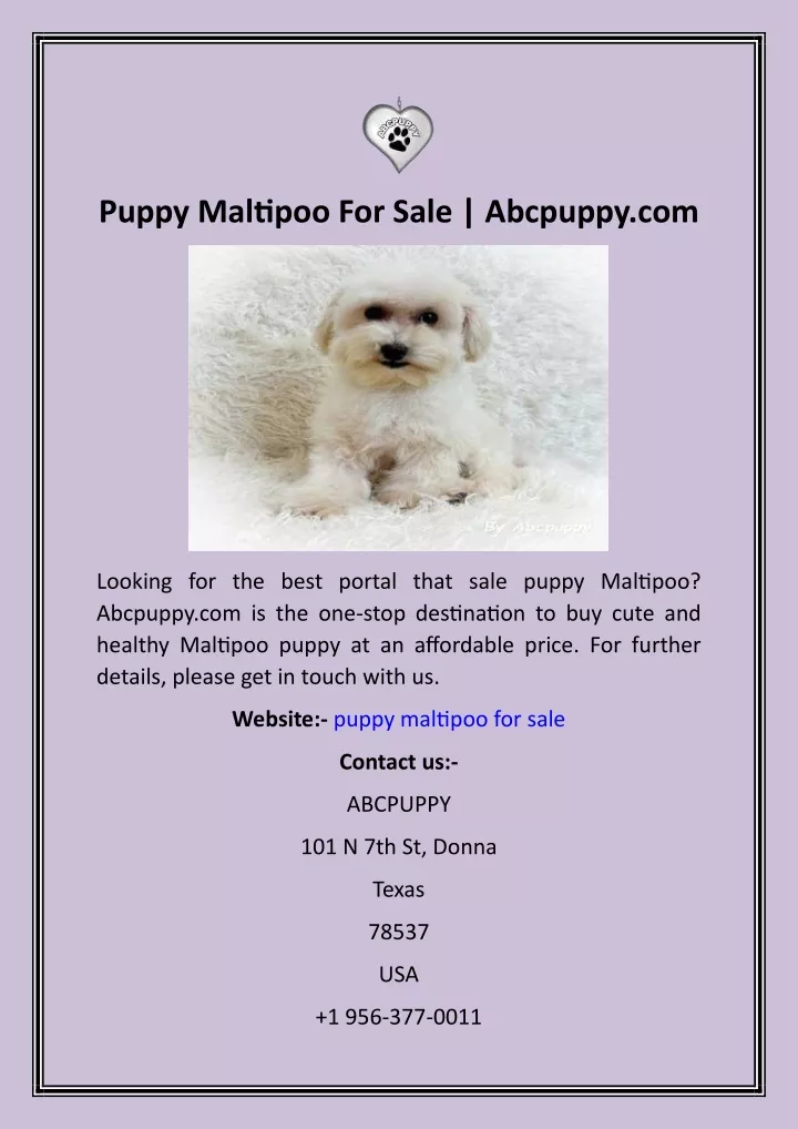 puppy maltipoo for sale abcpuppy com