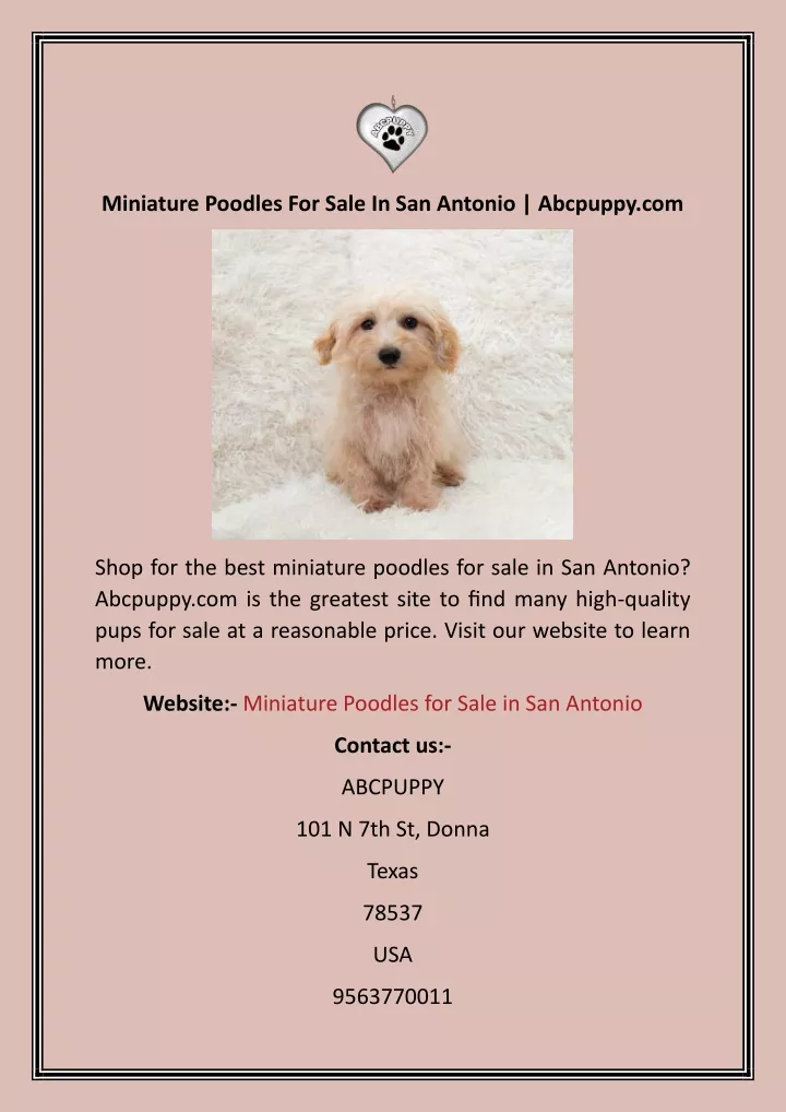 miniature poodles for sale in san antonio