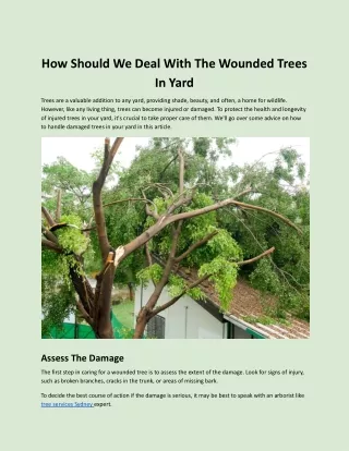 How Should We Deal With The Wounded Trees In Yard