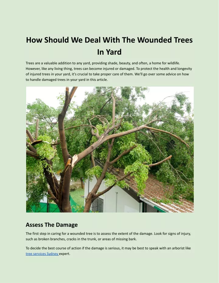 how should we deal with the wounded trees in yard