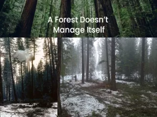 https www globalforestresources com carbon