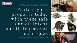 Buffalo NY Wildlife Control Animal Removal New York