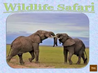 Wildlife Safari