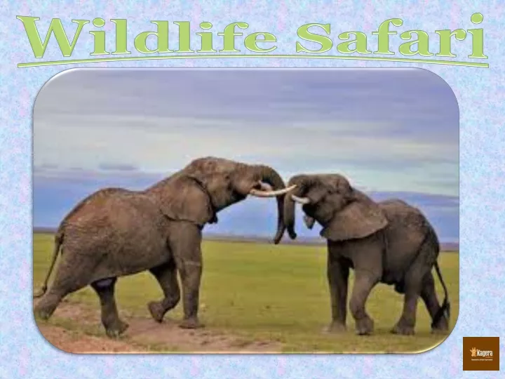 wildlife safari