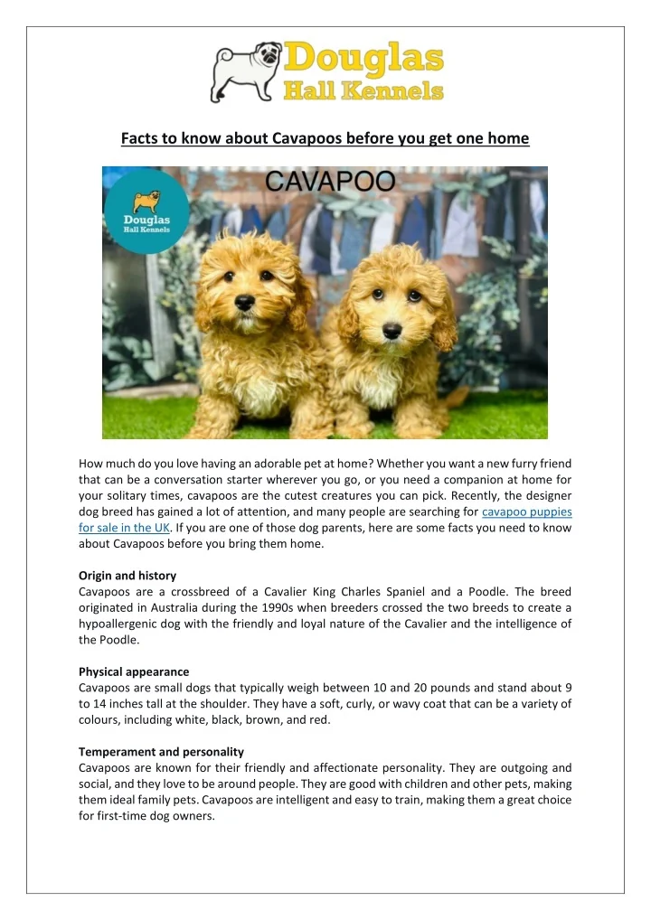 PPT - Everything You Need to Know Before Buying a Cavapoo | Dogs ...