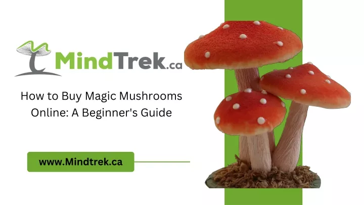 how to buy magic mushrooms online a beginner