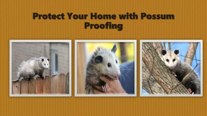 protect your home with possum proofing