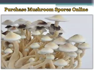 Purchase Mushroom Spores Online