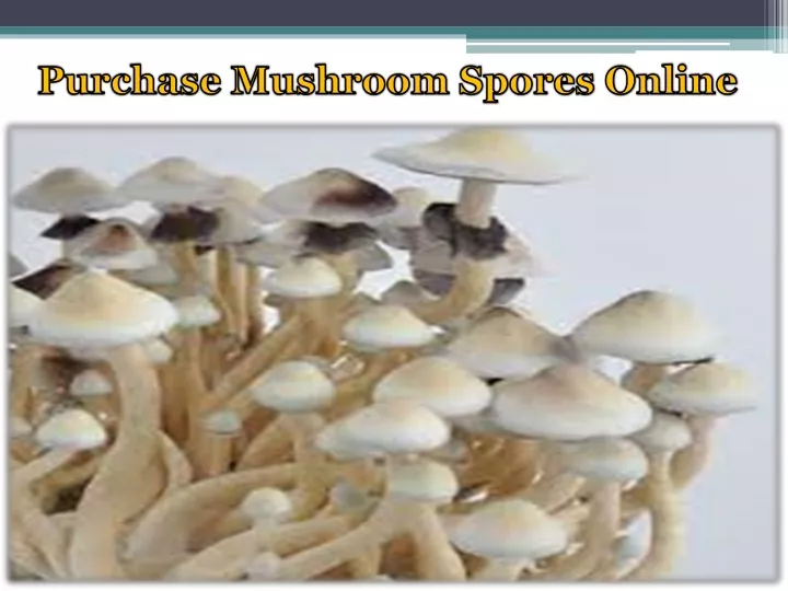 purchase mushroom spores online