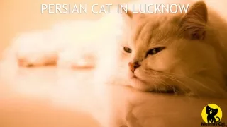 Persian cat in Lucknow