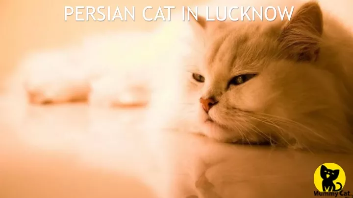 persian cat in lucknow