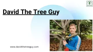 Tree Cutting and Trimming Services Edmonton - David The Tree Guy