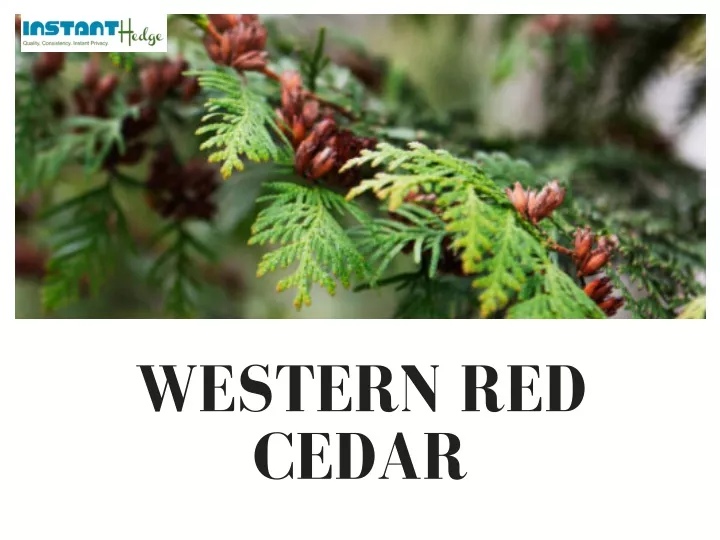 western red cedar