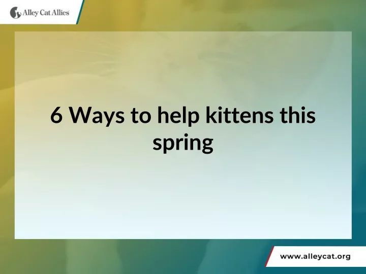 6 ways to help kittens this spring