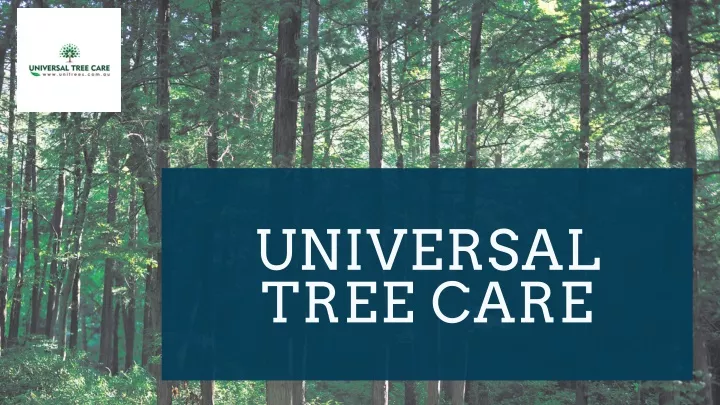 universal tree care