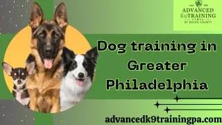 Dog training in Greater Philadelphia: From Problem Pup to Perfect Pet