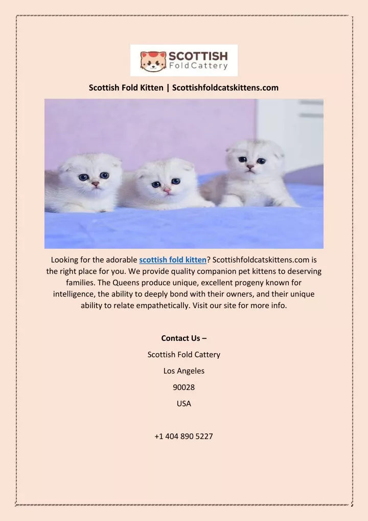 scottish fold kitten scottishfoldcatskittens com