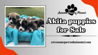 Akita Puppies for Sale – Get your perfect Furry Friend