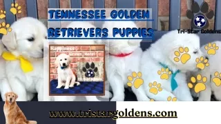 Tennessee Golden Retriever Puppies - Champion Bred and Home-Raised by Tri Star G
