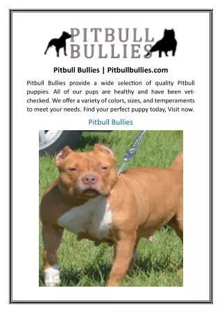 Pitbull Bullies  Pitbullbullies.com
