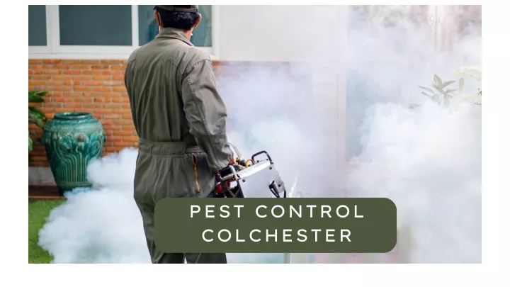 pest control colchester