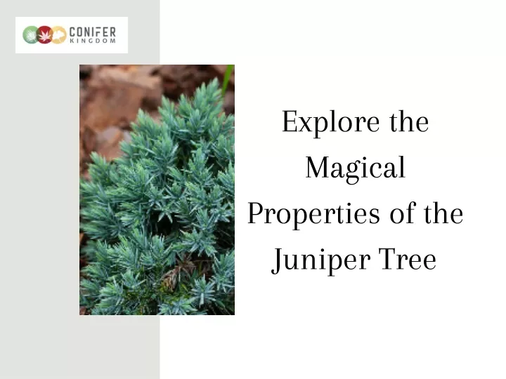 explore the magical properties of the juniper tree