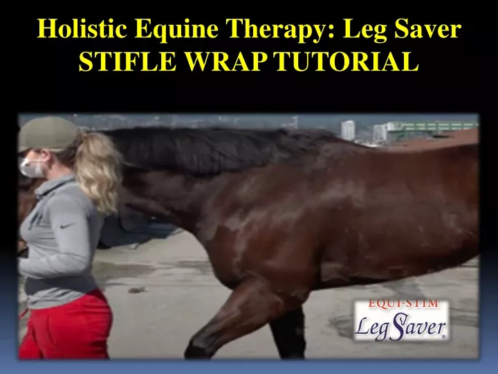 holistic equine therapy leg saver stifle wrap