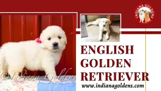 Indiana Goldens: Home to Exceptional English Golden Retrievers