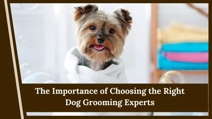 the importance of choosing the right dog grooming