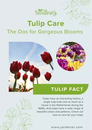 Tulip Care: The Dos for Gorgeous Blooms
