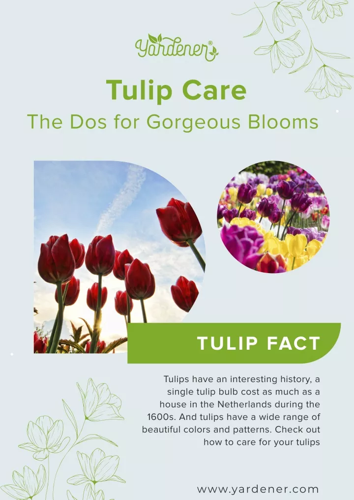 tulip care