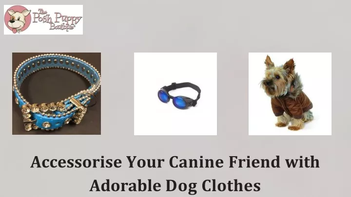 accessorise your canine friend with adorable dog clothes