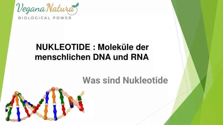 nukleotide molek le der menschlichen dna und rna