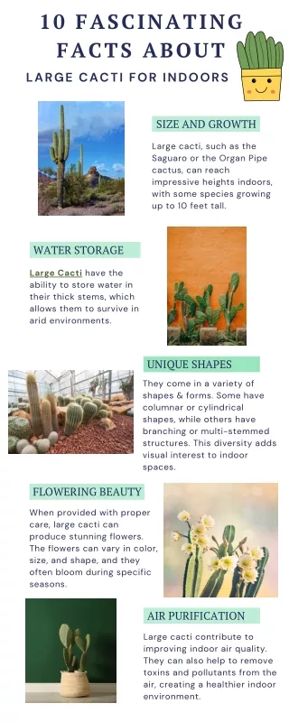 10 Fascinating Facts About Large Cacti for Indoors