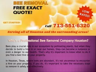 Who’s a professional bee removal company Houston