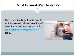 Mold Removal Westchester NY