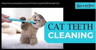 Protect Your Cat's Health: Get quality Cat Teeth Cleaning products at site Baxte